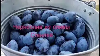 Чернослив в электросушилке.