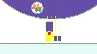09 09 T Cell Killing