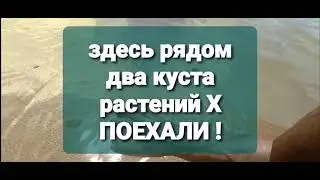 Где семена Х ?! АРК Мобайл