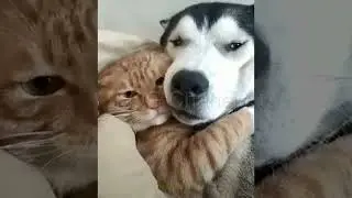 FUNNIEST CAT😹 TO MAKE YOU ROLL ON THE FLOOR _ FUNNY CAT !!!