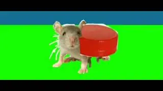 Мышка-Крышка
