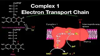 Biochemistry: Complex 1 Electron Transport Chain (EXPLAINED!)(ETC Complex One)