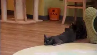 Animal Butt Love