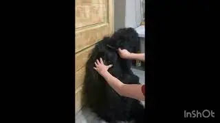 Первый пробный видеоурок домашних стрижек собак- Шери 1 годик