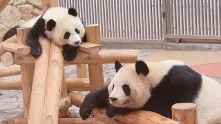 良浜激怒！！お母さんに怒られてシュンとなる結浜(´・ω・｀)ｼｮﾎﾞーﾝ Giant Panda Rauhin & Yuihin (´・ω・`)