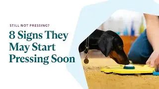 Signs Your Dog or Cat May Start Pressing Buttons Soon
