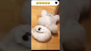 Funny and Cute Cat & Dog Videos Compilation