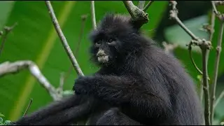Robinson's Banded Langur—Newly Distinguished as a Unique Species