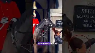Лошадка поразила всех своим поступком😳 #shorts