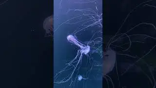 Jellyfish Can Live Happily Without Brain #jellyfish #jellyfishes #jelly
