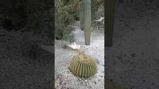 Гусёк пришел