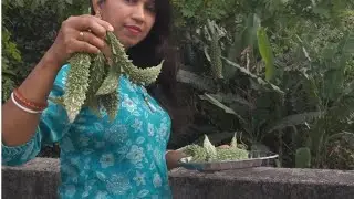 Grow bitter gourd on terrace easily/ How to grow karela from seed/ Karela growing tips/ vegetable