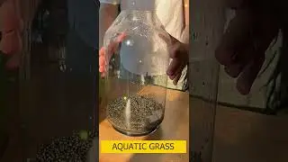 Aquatic grass and ornamental fish hight # 54