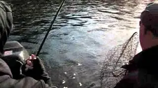 Steelhead Fishing Muskegon River mpeg4