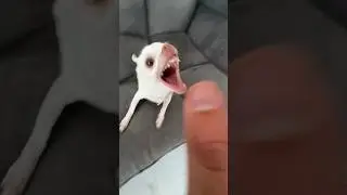 Niki tried to bite the kuchi kuchi😂😂