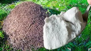 ANT CORROSIONS IN EYES! FINALLY WORKING WAY