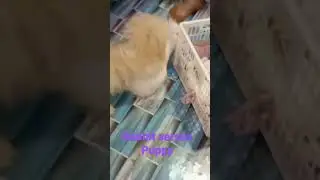 Rabbit and puppy