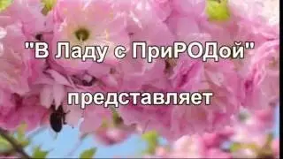 Земля - Цветущий САДЪ
