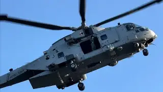 Merlins in action on Dartmoor-Ten Tors 2022