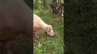 kebo bule nih bos
