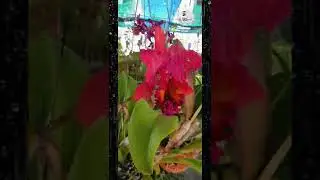 Hoa lan Cattleya and dendro trong mưa.