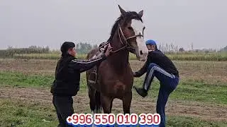 ДАЛИЛИ БАР САМАТТЫН АТТАРЫ