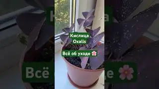 Кислица (оксалис) уход🌺