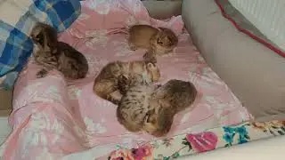 golden family 😺 🐾