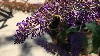Bee headbutts iPhone