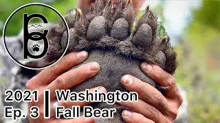 2 Bears, 2 Days - 2021 Washington Fall Bear Hunt