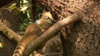 ANIMAL Coati Climb shaggy pets