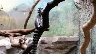 Visiting the zoo in Antwerp - ПОСЕЩЕНИЕ ЗООПАРКА в АНТВЕРПЕНЕ