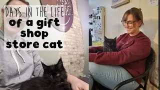 The First Week with Oni the Store Cat | Life of a Small Business Owner of a Gift Shop in a Big City