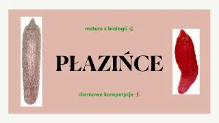 #21 Płazińce (tasiemce, wirki, przywry) - budowa, cykle 🪱 matura rozszerzona z biologii - liceum ✅