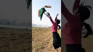Amazing Peacock is flying. 