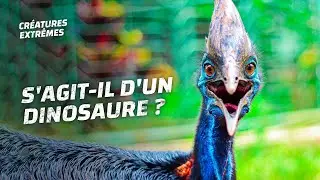 Cet oiseau est un danger vivant