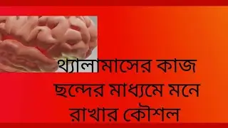 থ্যালামাসের কাজ ছন্দের মাধ্যমে মনে রাখার কৌশল