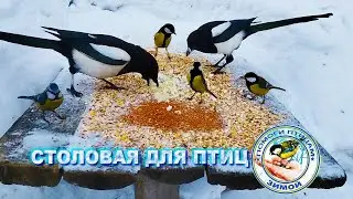 Сороки поедают яйца | Синицы | Лазоревка | Ветер 28 февраля 2023