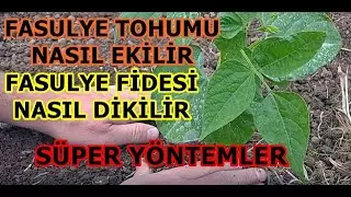 Fasulye tohumu nasıl ekilir (süper yöntem)