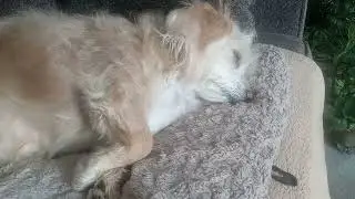 eepy baby Bentley puppy #puppy #sleepypup #dog