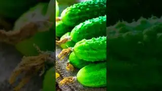 Как вырастить огурцы на подоконнике. Огурцы.