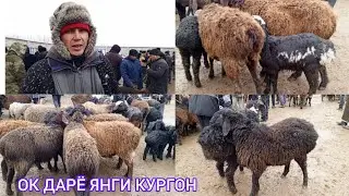 САМАРКАНД В ОК ДАРЁ ТУМАНИ ЯНГИ КУРГОН БОЗОРИДАН КУЧКОР КУЙ КУЗИ НАРХЛАРИ 29.02.24 ХАММАГА ОМАД 👍🤝👍