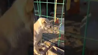 Dog & Duck Fighting #shortsfeed #dog #duck