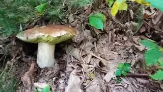 Ogromne Prawdziwki