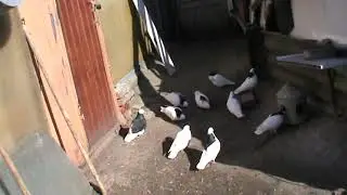 Пермские голуби.