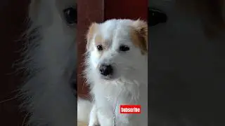 Comedy video| Funny shorts | Dog Lovers