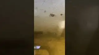 Avoid snails 🐌 in Fish Tanks  | guppy, farming, 