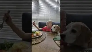 Why Beagles Are Better Than Children 😀#funnydogvideos #beagle #funny #KidsVsBeagles #dogvideos