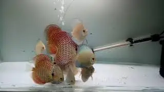 High Quality Discus Fish Update