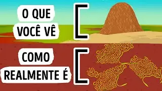 O Que Você Veria Se Pudesse Entrar em Um Formigueiro